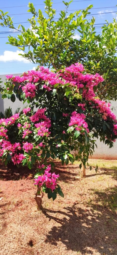 Flor em frente ao espaço